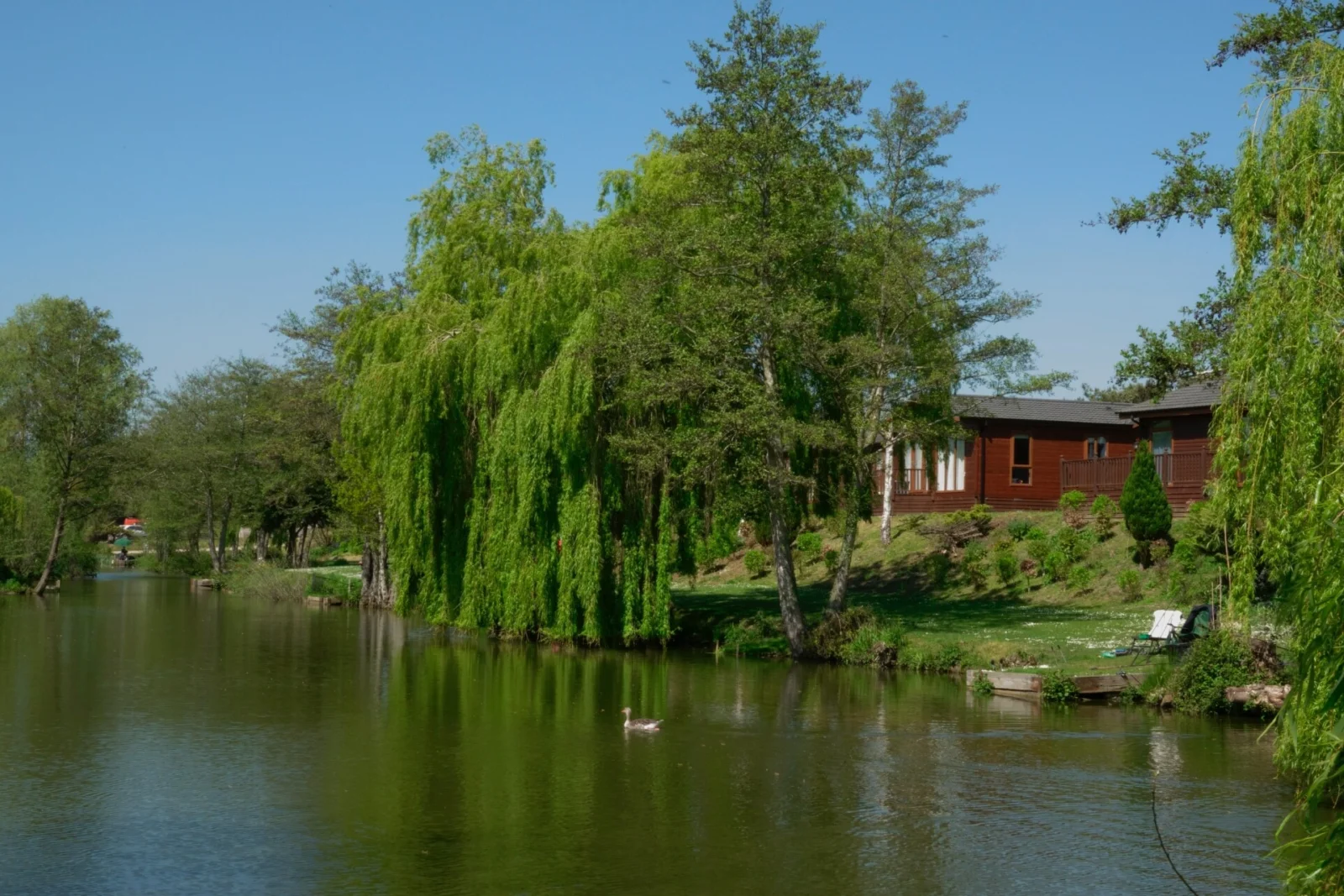 A scenic view of a peaceful pond with lush green trees, including willow, next to a wooden house on a sunny day with a clear blue sky.