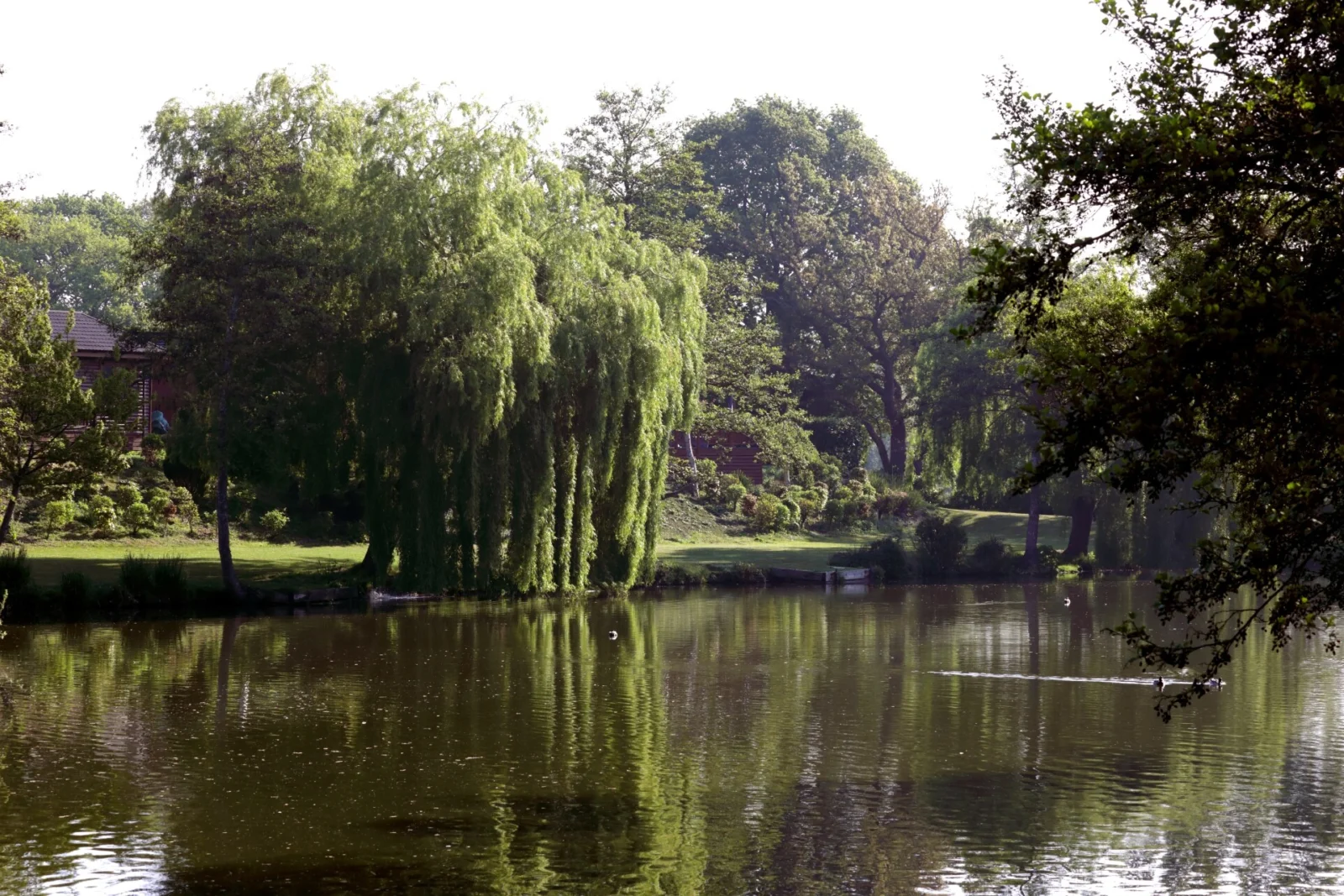 A peaceful scene of a lush park with tall trees, a weeping willow, and a calm pond reflecting the greenery.