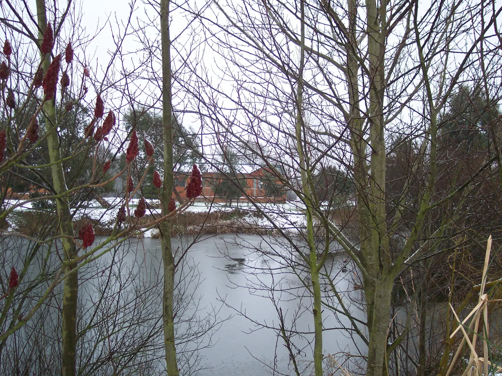 Bare winter trees with brown buds over a frozen river, with houses and snow-covered ground in the background, under an overcast sky.