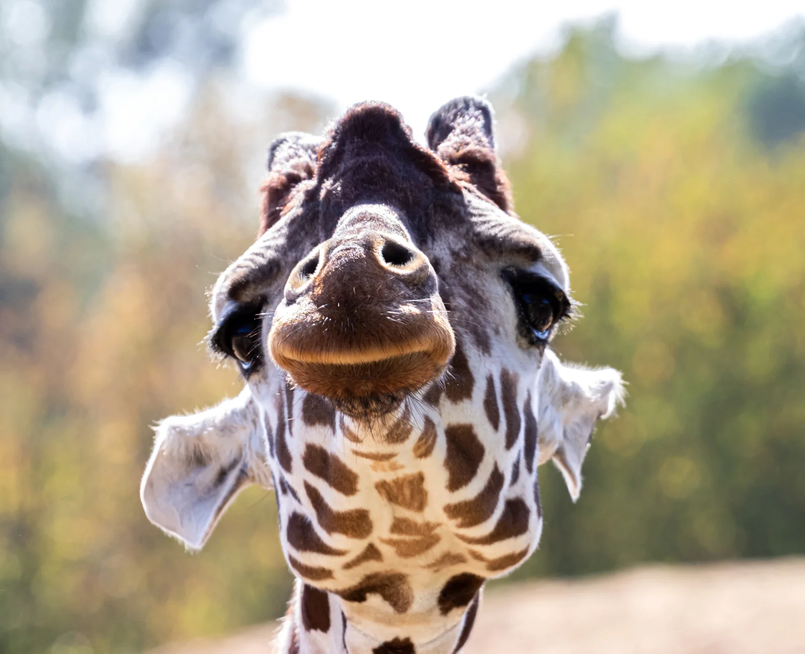 Close-up of a giraffe's face with large eyes and patterned coat, set against a blurred natural background.