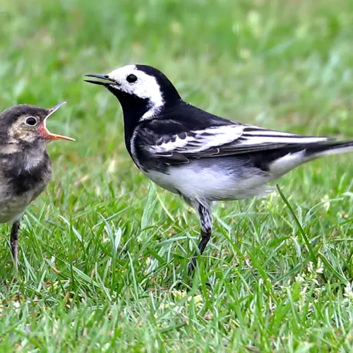 Adult and juvenile birds facing each other on green grass, with the adult singing or calling and the juvenile with open beak as if chirping.