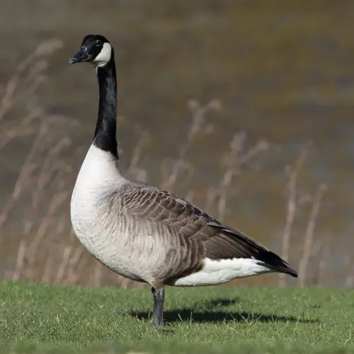 Gray and white goose standing on green grass near water, with a blurred background of water and reeds.