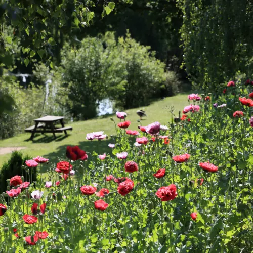 A vibrant garden with blooming red and pink poppies, green foliage, shaded area with a picnic table, and a small lake in the background, all bathed in sunlight.