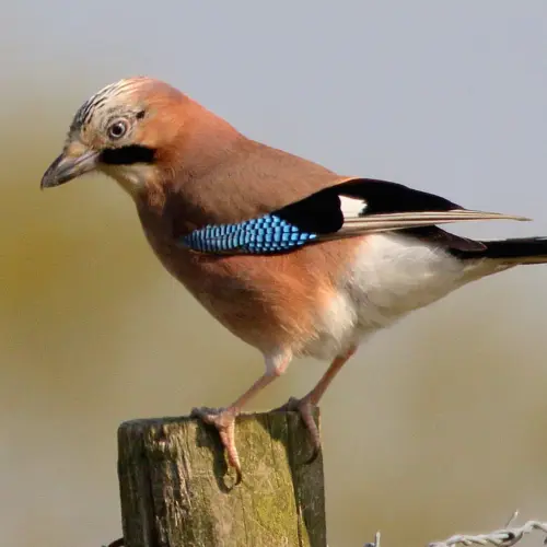 A bird with brown and black feathers, featuring bright blue patches on its wings, perched on a wooden post against a blurred background.