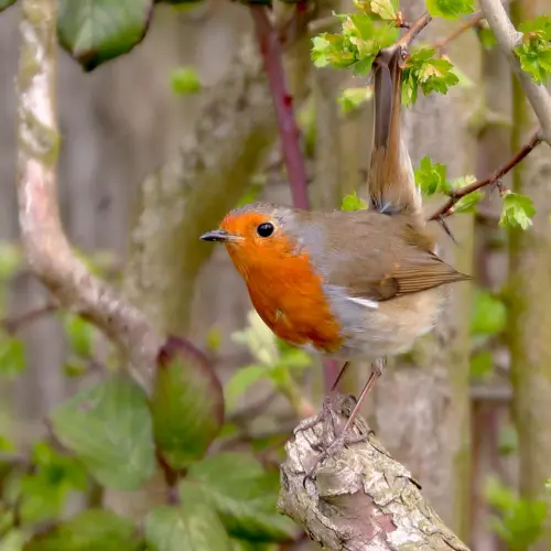 A small robin with a bright orange face and chest perched on a branch amidst green leaves and thin twigs, with a blurred natural background.