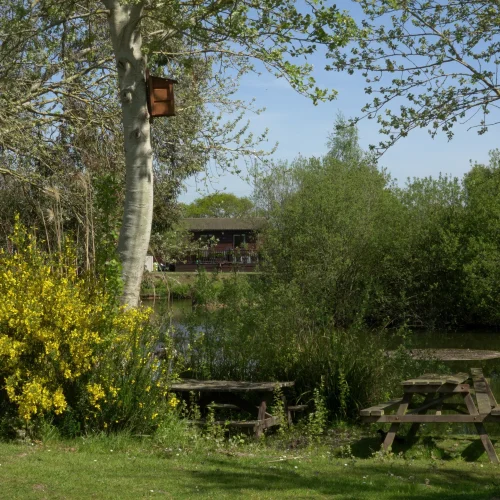 A peaceful riverside scene with trees, a wooden picnic table, and a house in the background, surrounded by greenery and blooming yellow flowers.