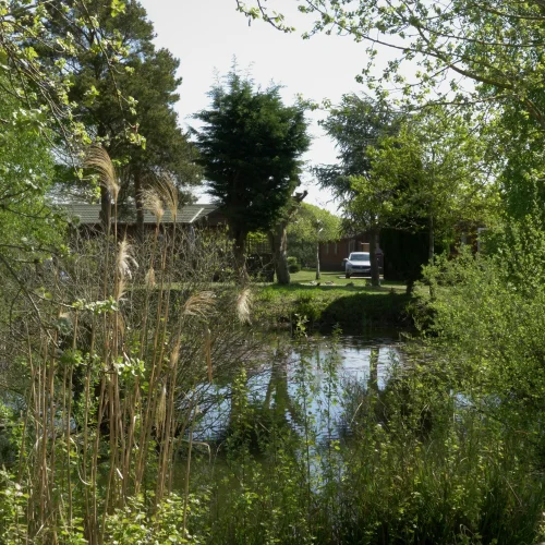 A peaceful backyard scene with a pond surrounded by lush green trees, bushes, and tall grasses, with a house, parked car, and pathway visible in the background.