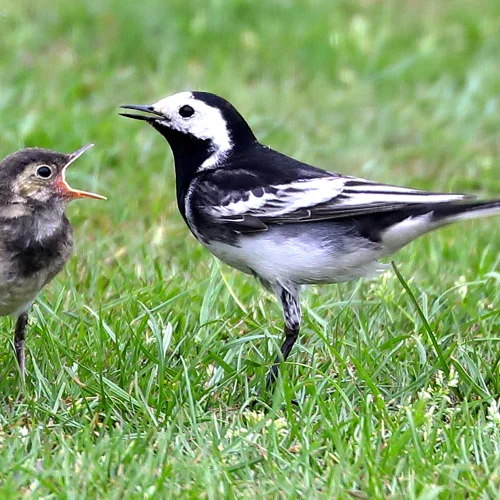 Adult and juvenile birds facing each other on green grass, with the adult singing or calling and the juvenile with open beak as if chirping.