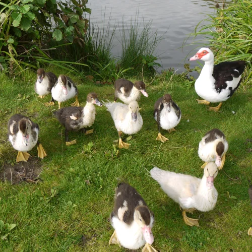A group of ducklings and a duck gathered on a grassy bank near water, surrounded by green plants and reeds.