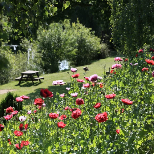 A vibrant garden with blooming red and pink poppies, green foliage, shaded area with a picnic table, and a small lake in the background, all bathed in sunlight.