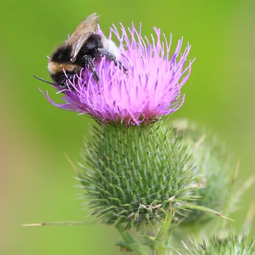 A close-up of a bumblebee on a purple thistle flower with a green blurred background.