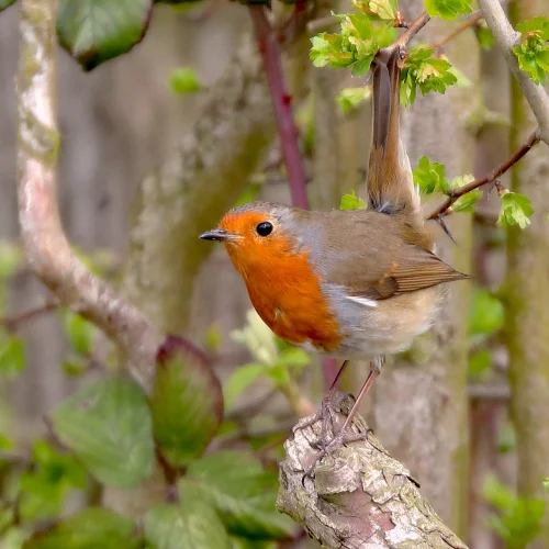 A small robin with a bright orange face and chest perched on a branch amidst green leaves and thin twigs, with a blurred natural background.