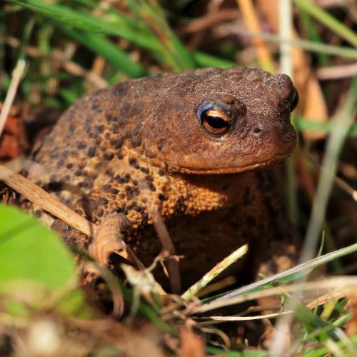 Close-up of a brown toad sitting among green grass and dried plants, with textured skin and dark eyes, captured in natural sunlight.