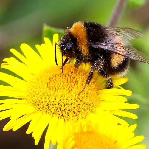 A close-up of a bumblebee collecting nectar from a bright yellow flower, with a blurred green background.