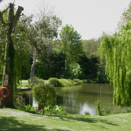 A peaceful lakeside scene with lush green trees, a calm pond, and flowering ground cover under bright sunlight.