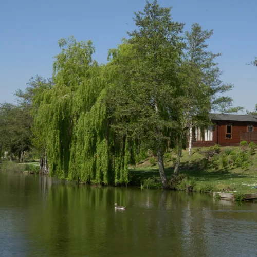 A peaceful lakeside scene with trees, a boat, and a wooden house in the background on a sunny day with clear blue skies.