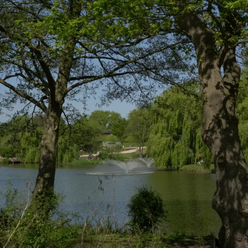 A peaceful scene of a lake surrounded by tall trees with green leaves, some trees casting shadows on the water on a sunny day.