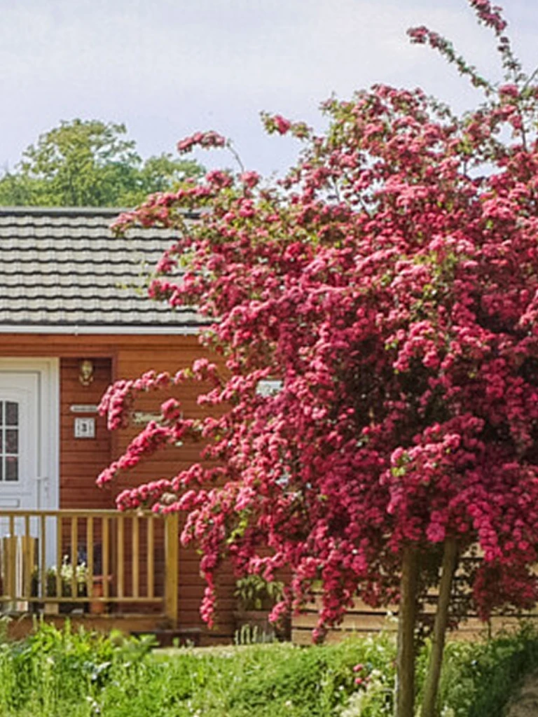 A wooden house with a balcony surrounded by pink flowering trees and lush green plants in a garden setting.