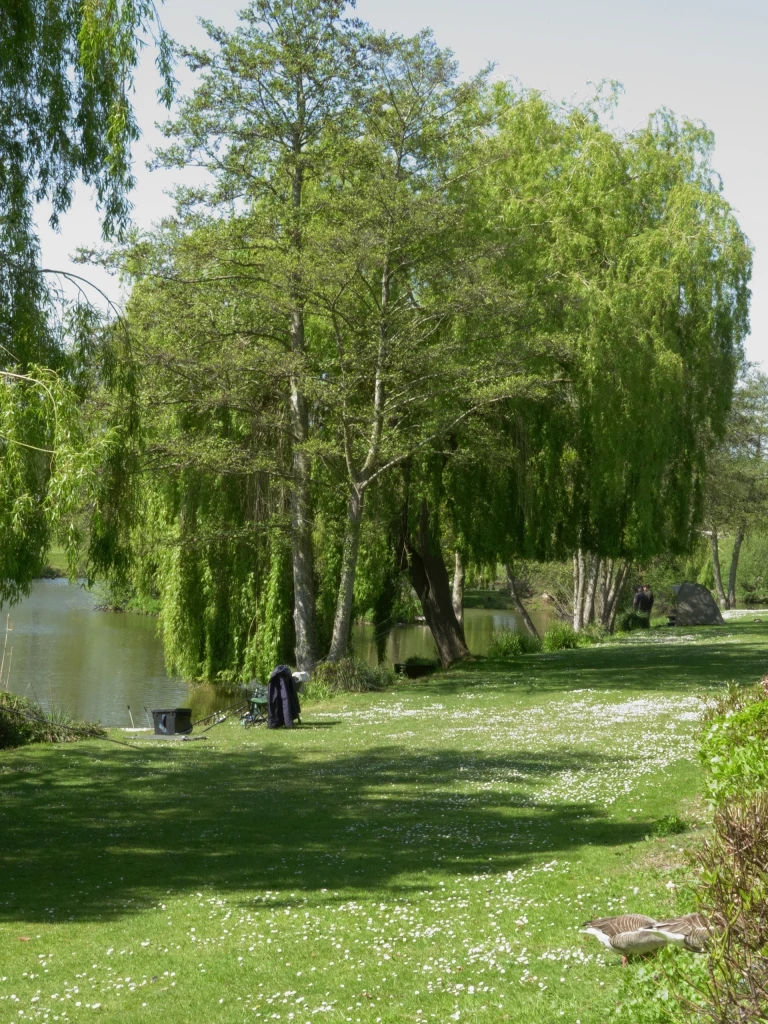 A peaceful riverside scene with lush green trees, a grassy bank, and ducks near the water on a sunny day.