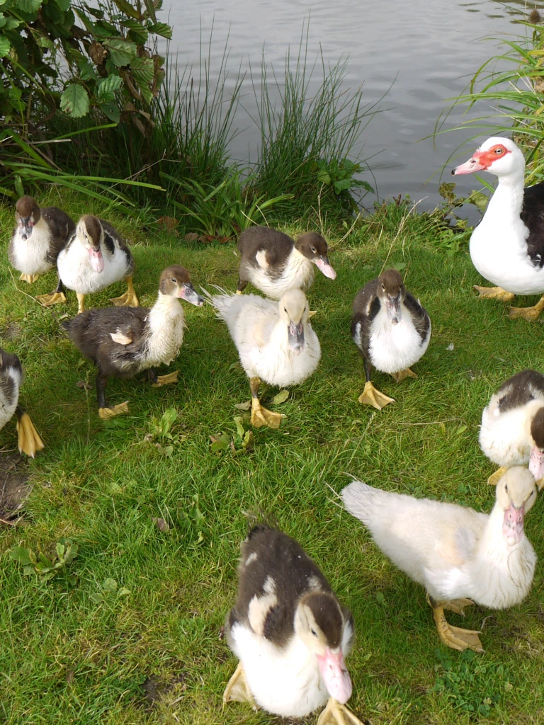 A group of ducklings and a duck gathered on a grassy bank near water, surrounded by green plants and reeds.