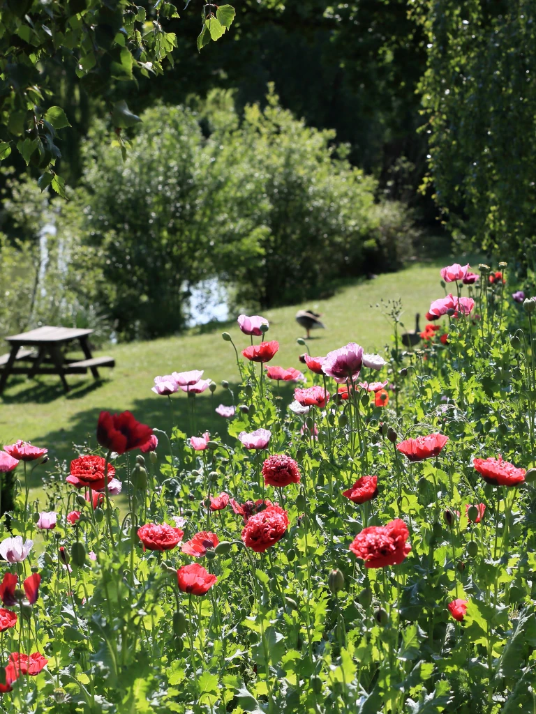 A vibrant garden with blooming red and pink poppies, green foliage, shaded area with a picnic table, and a small lake in the background, all bathed in sunlight.