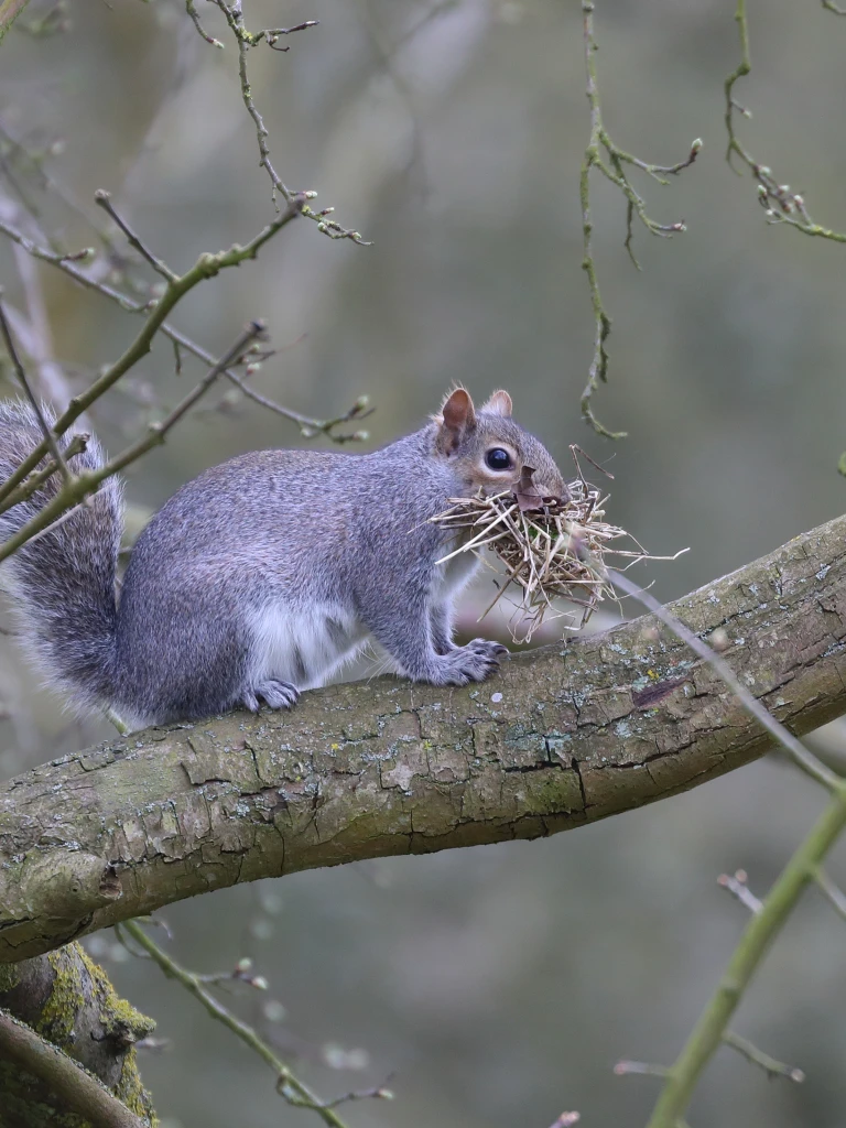 A gray squirrel sits on a tree branch with a bundle of twigs in its mouth, surrounded by leafless branches and a muted background.