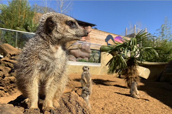 Colchester Zoo